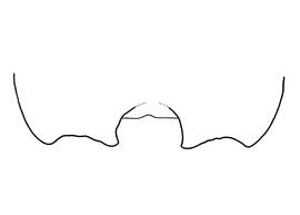   Anthidium chamelense  female, diagram showing the dorsal view of the sixth tergite (T6), diagram from Gonzalez and Griswold 2013 

